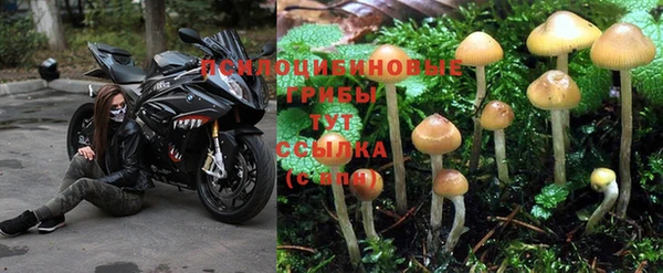 a pvp Губаха